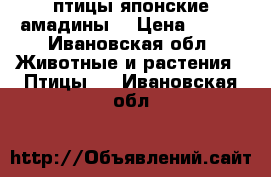 птицы японские амадины. › Цена ­ 600 - Ивановская обл. Животные и растения » Птицы   . Ивановская обл.